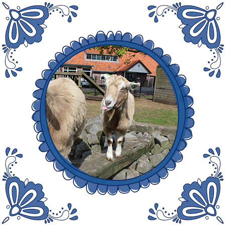 Pannenkoekboerderij Steenwijk dieren